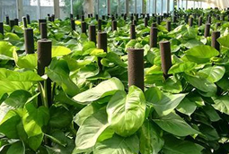 選擇綠色植物租賃有什么好處？